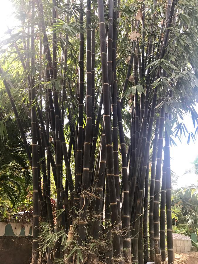 Coorg Jungle Camp Resort Suntikoppa Bagian luar foto